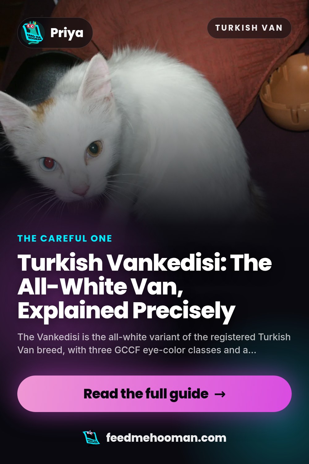 Turkish Vankedisi: The All-White Van, Explained Precisely