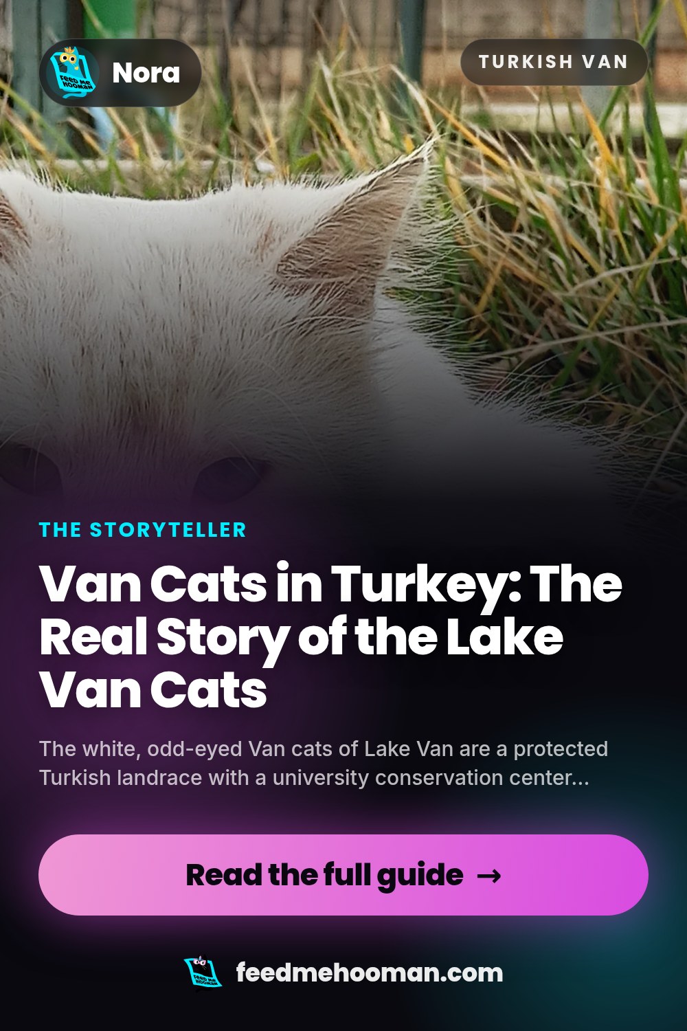 Van Cats in Turkey: The Real Story of the Lake Van Cats
