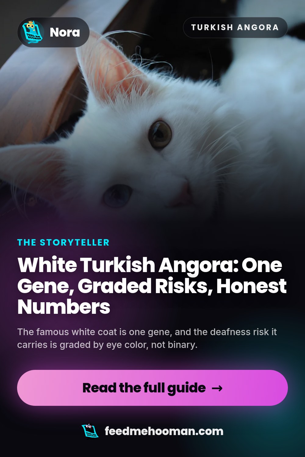 White Turkish Angora: One Gene, Graded Risks, Honest Numbers