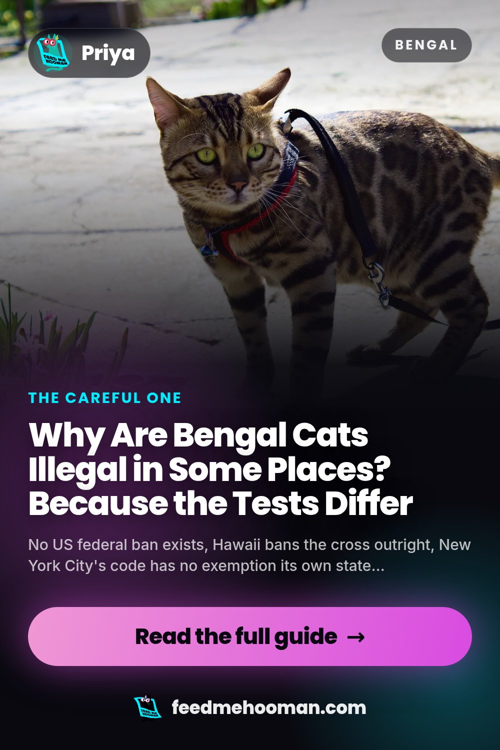 Why Are Bengal Cats Illegal in Some Places? Because the Tests Differ