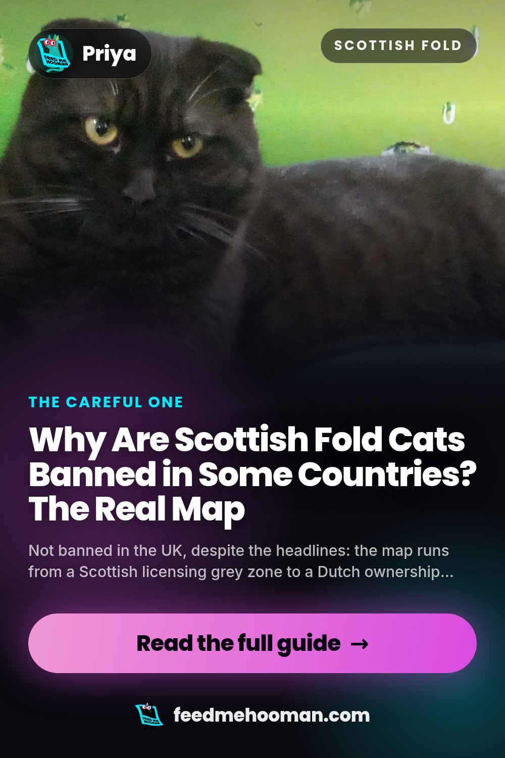 Why Are Scottish Fold Cats Banned in Some Countries? The Real Map