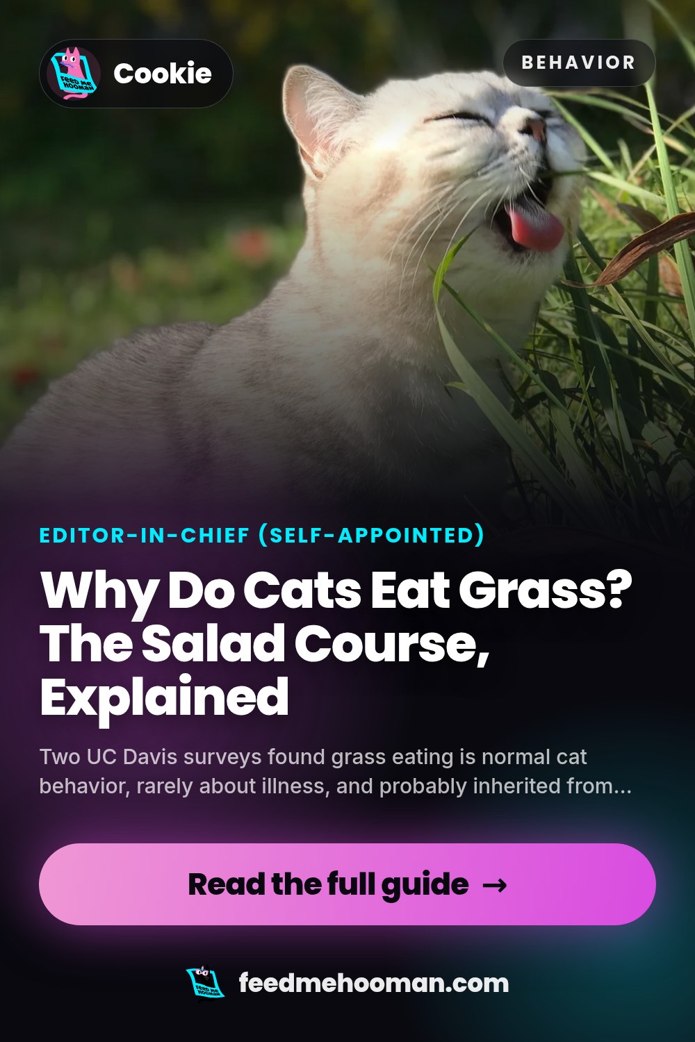 Why Do Cats Eat Grass? The Salad Course, Explained