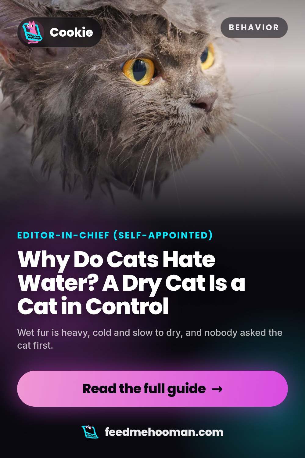 Why Do Cats Hate Water? A Dry Cat Is a Cat in Control