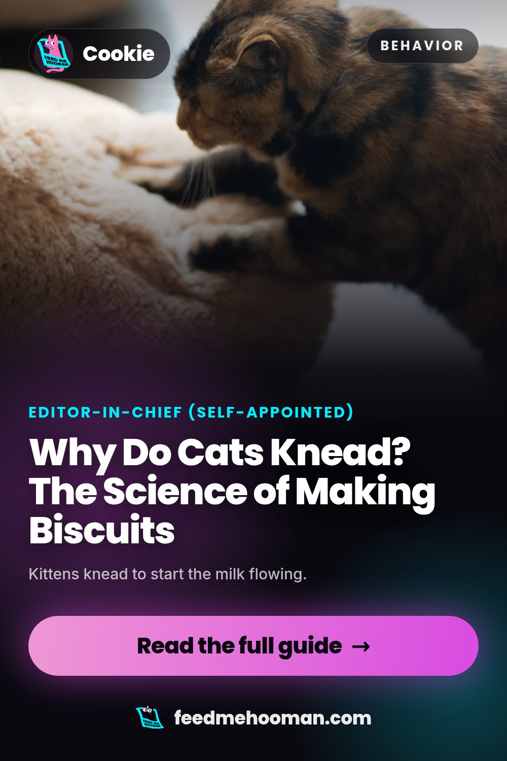 Why Do Cats Knead? The Science of Making Biscuits