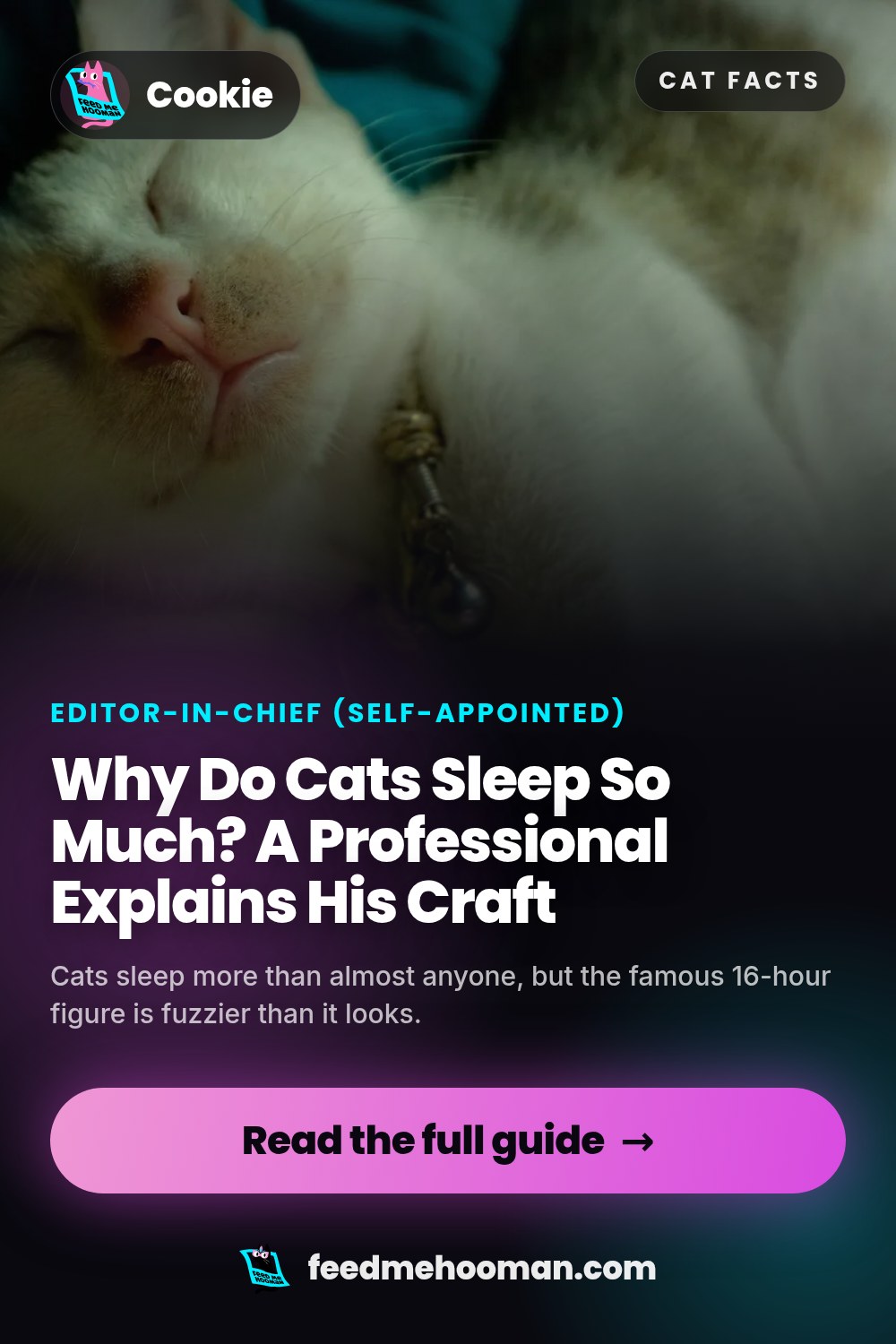 Why Do Cats Sleep So Much? A Professional Explains His Craft