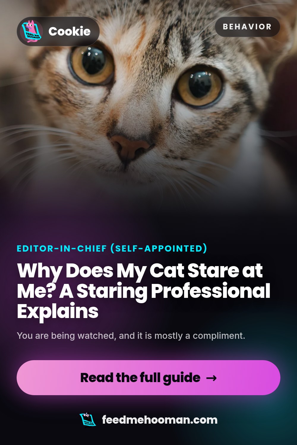 Why Does My Cat Stare at Me? A Staring Professional Explains
