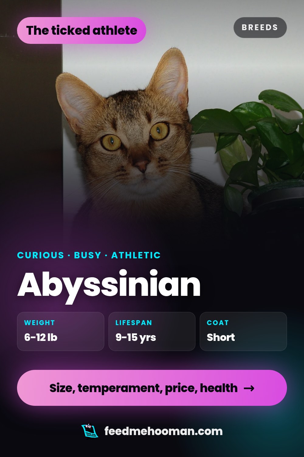 Abyssinian