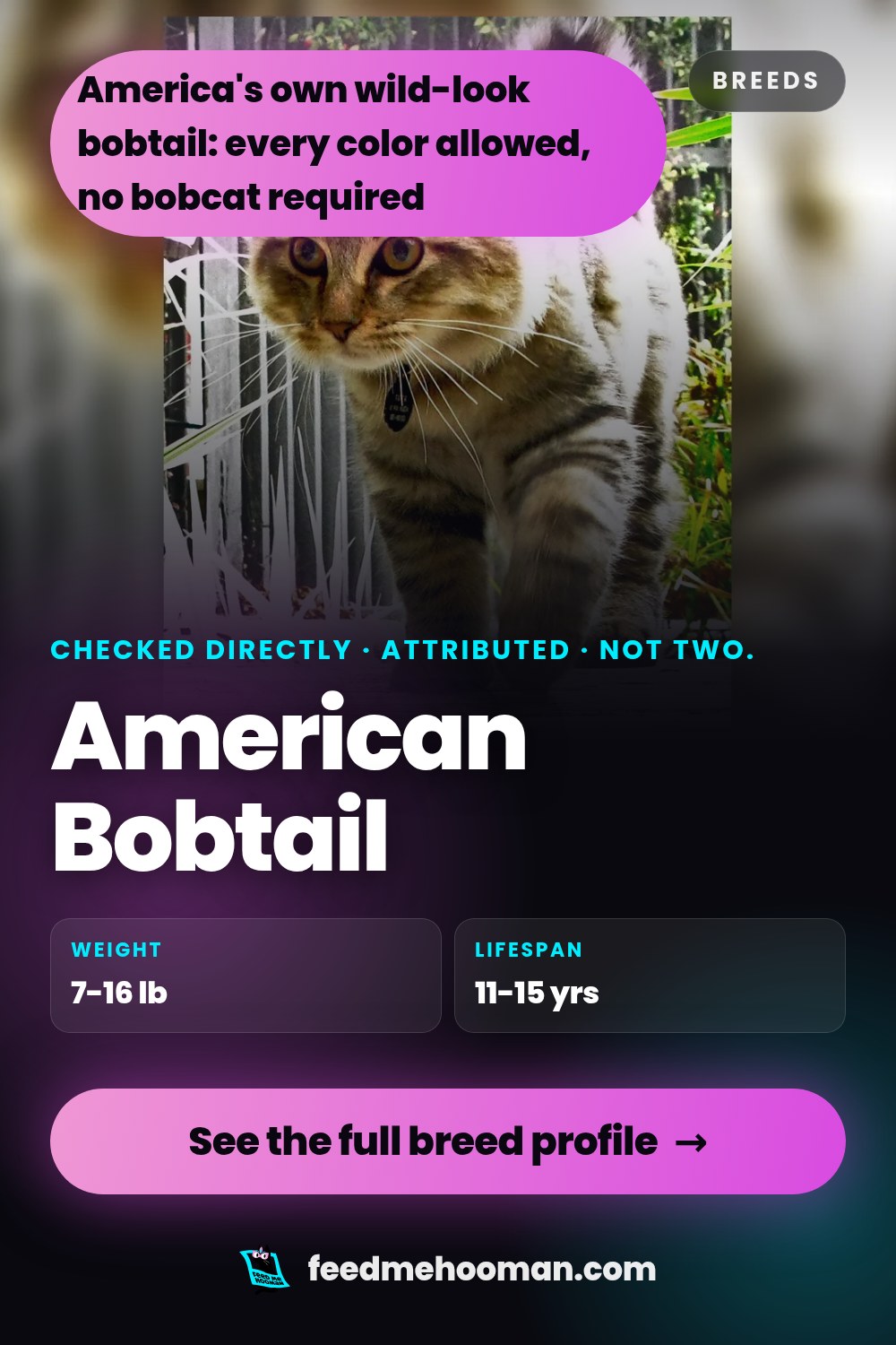 American Bobtail