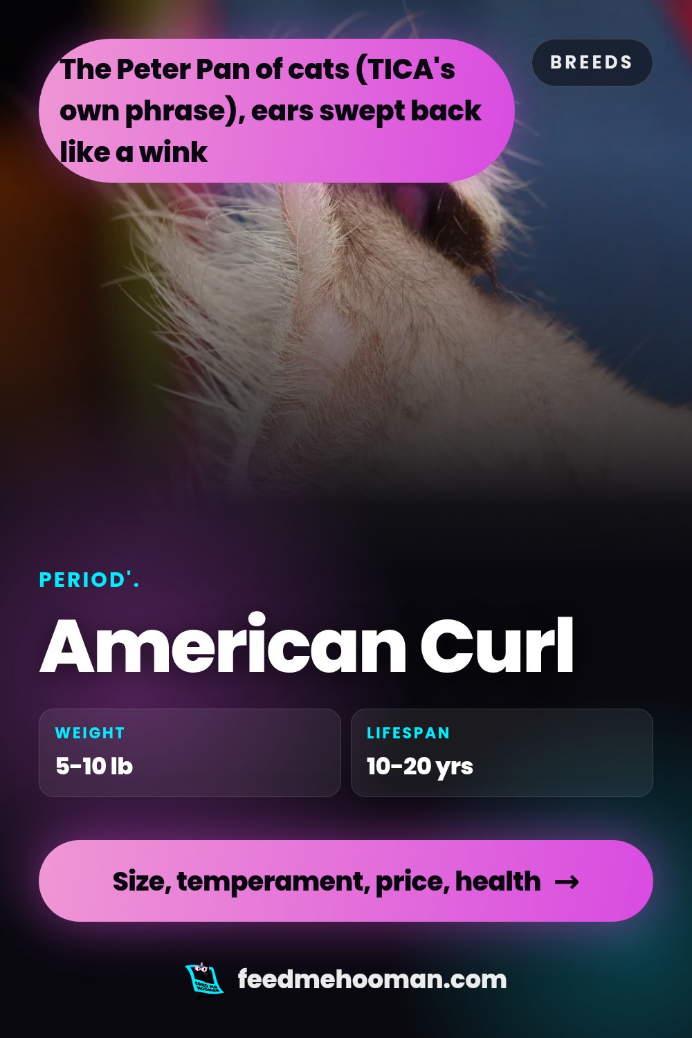 American Curl