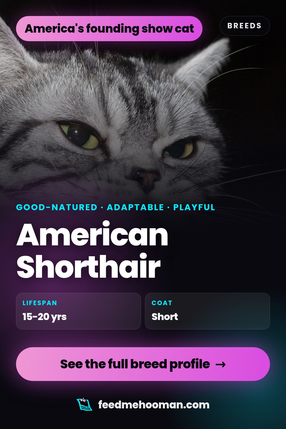 American Shorthair