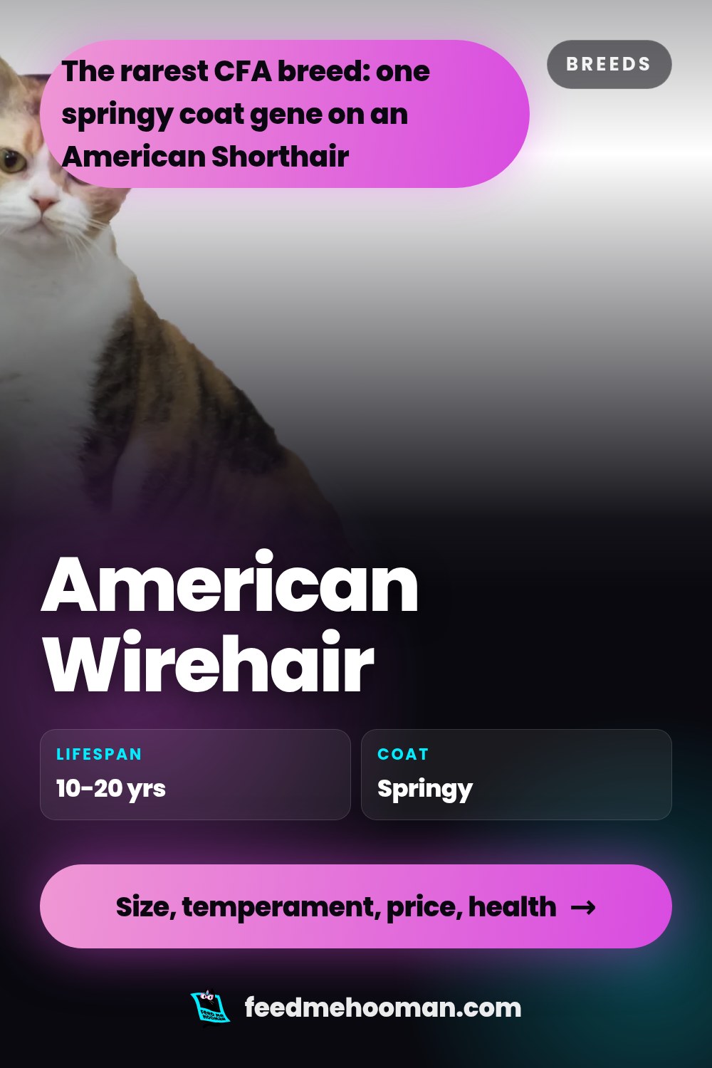 American Wirehair