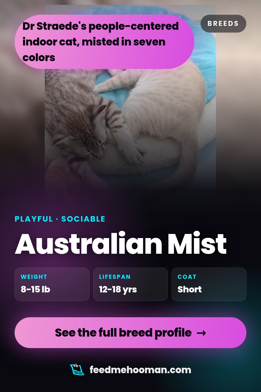 Australian Mist
