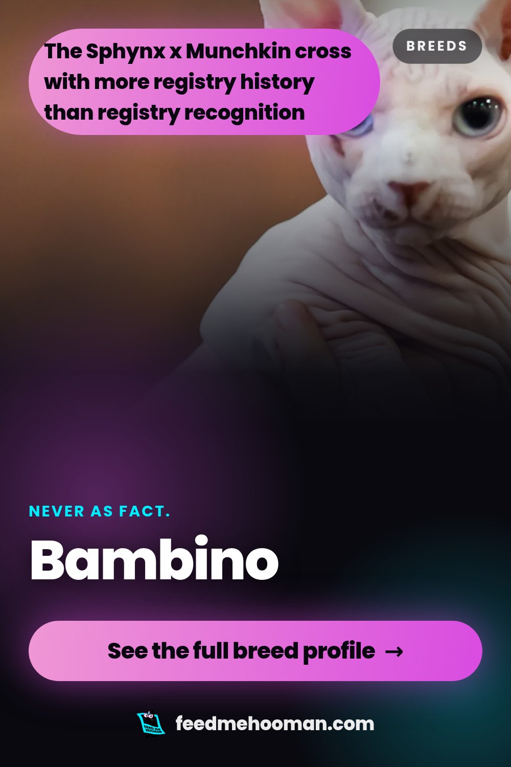 Bambino