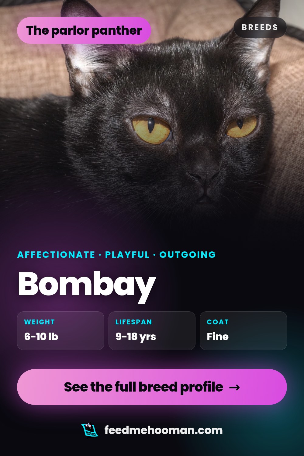 Bombay