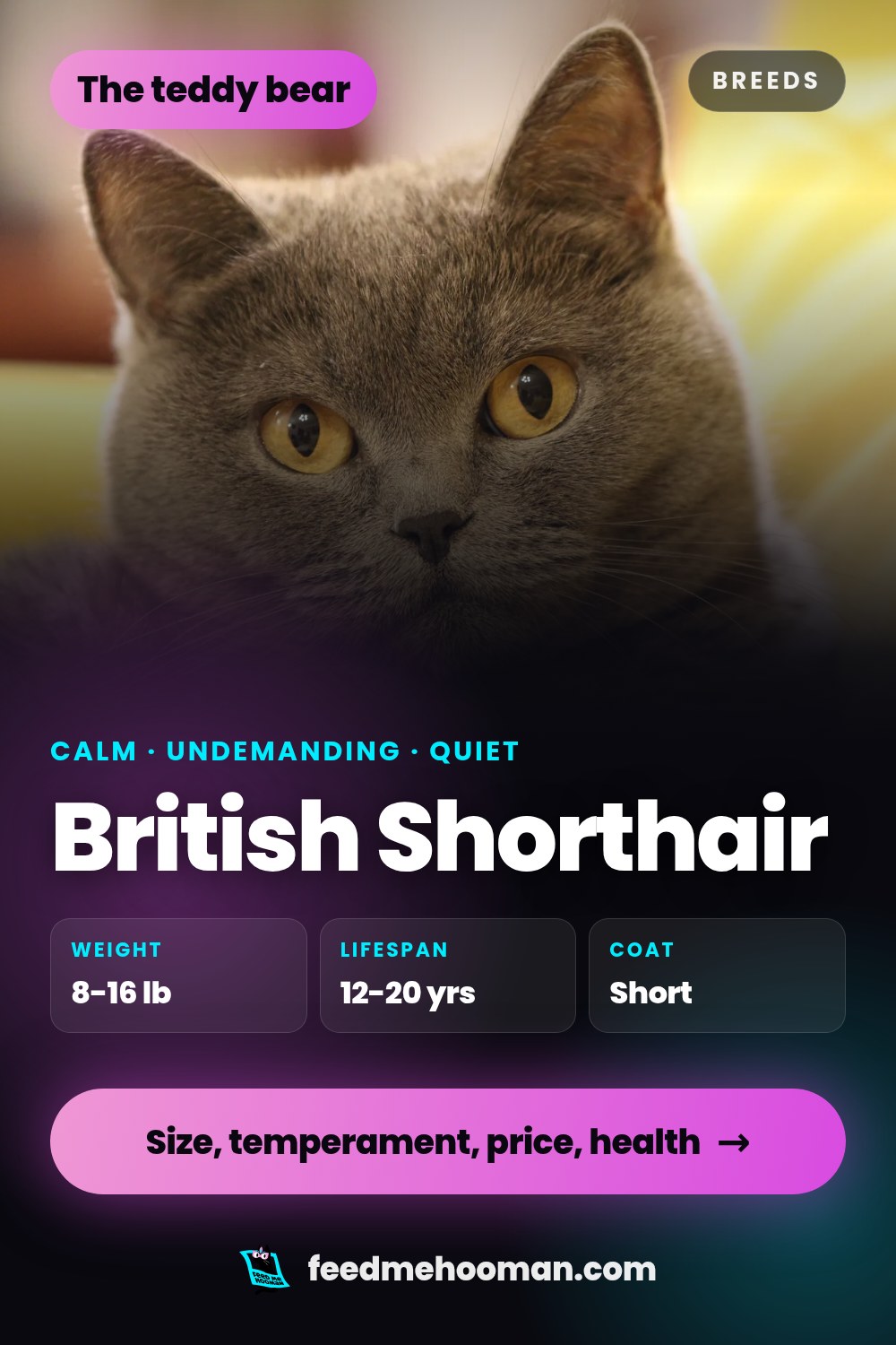British Shorthair