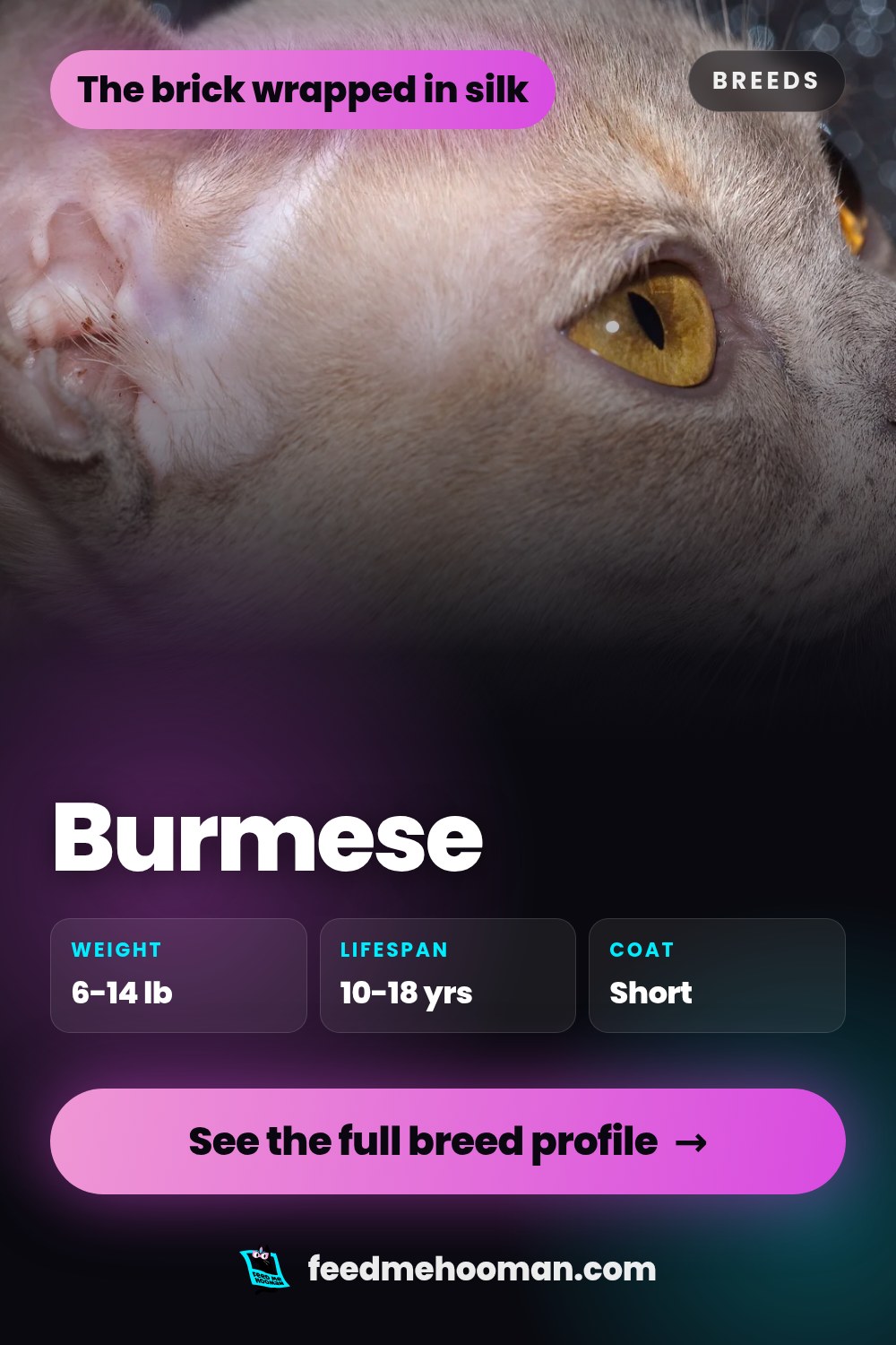 Burmese
