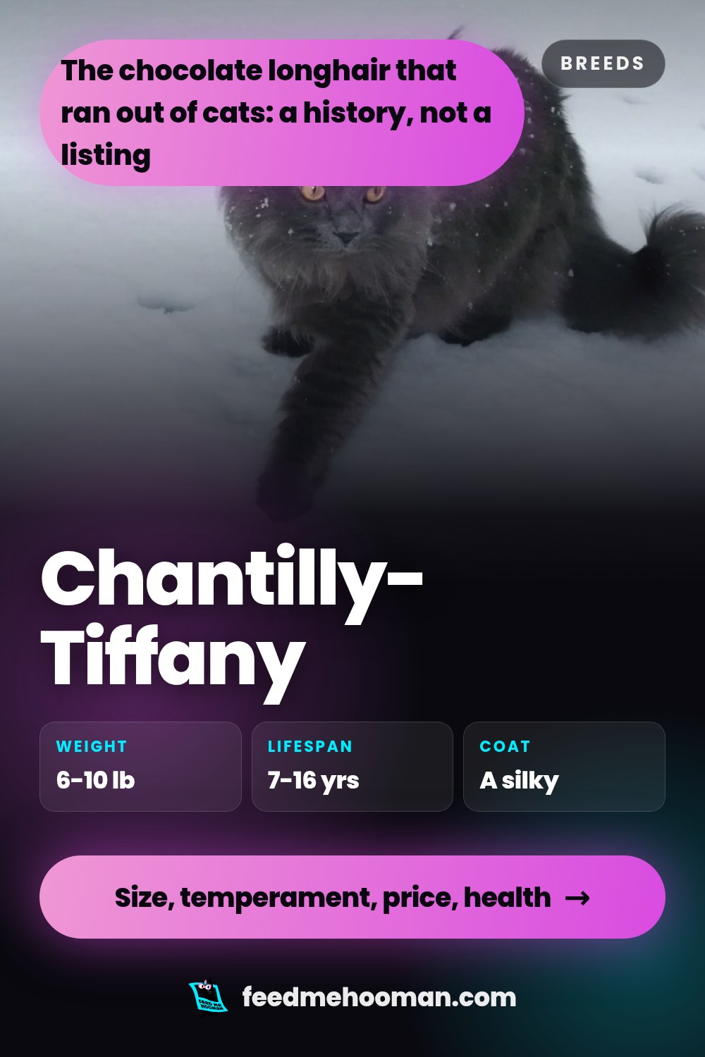 Chantilly-Tiffany