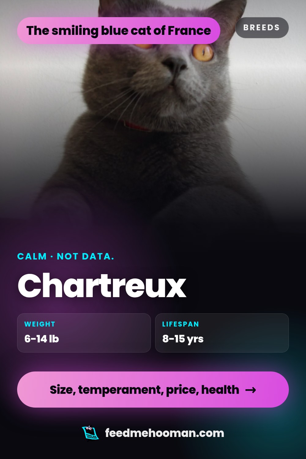 Chartreux