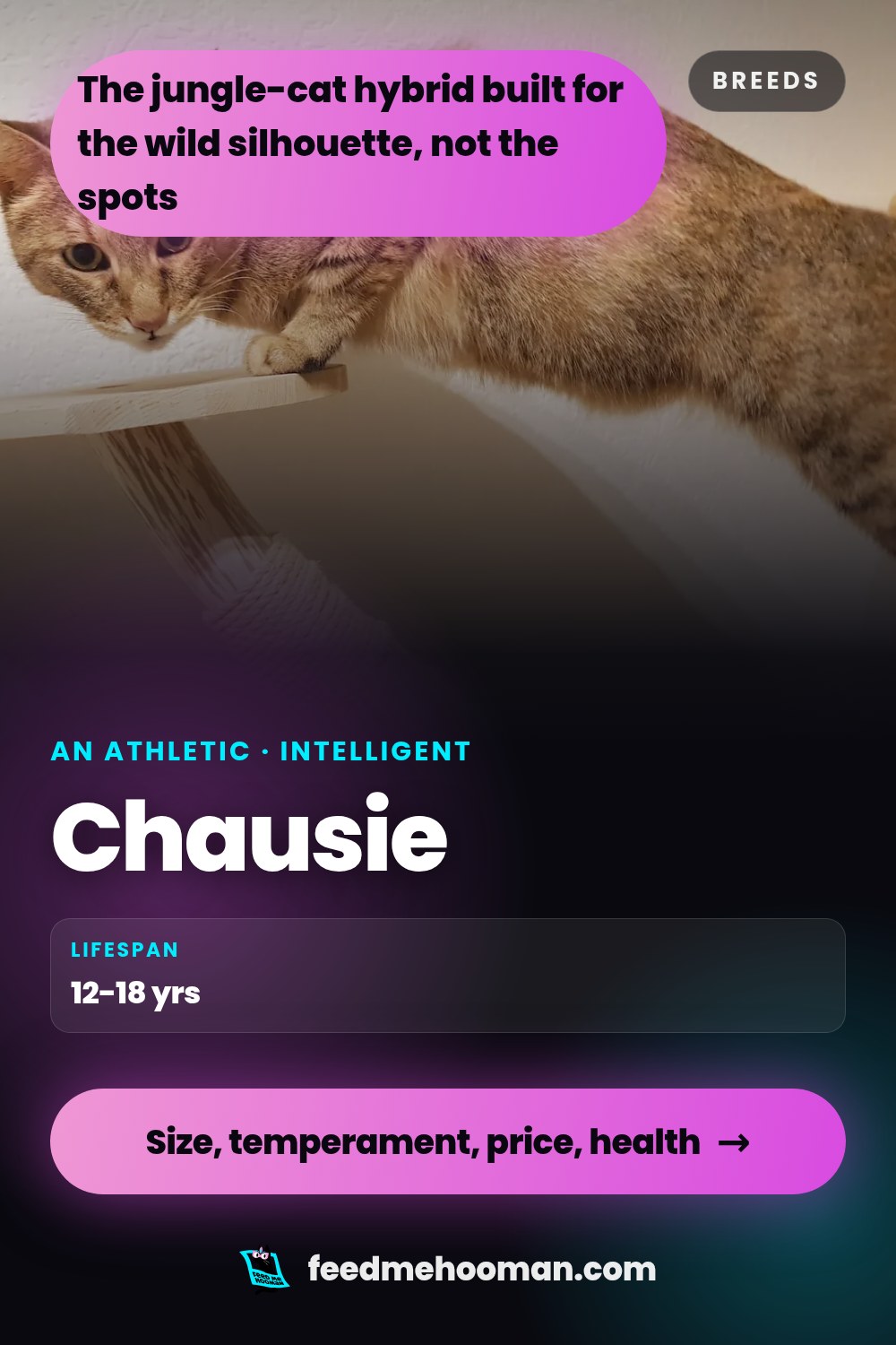 Chausie