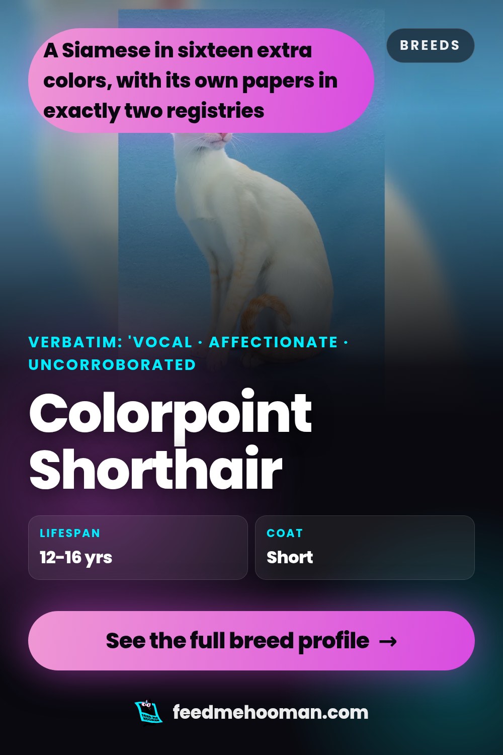 Colorpoint Shorthair