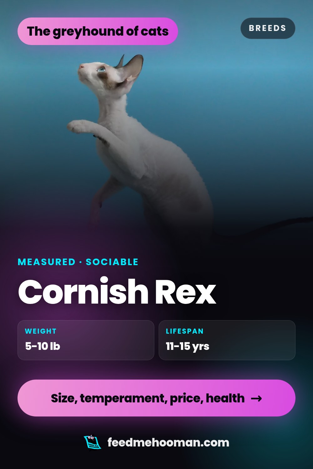 Cornish Rex