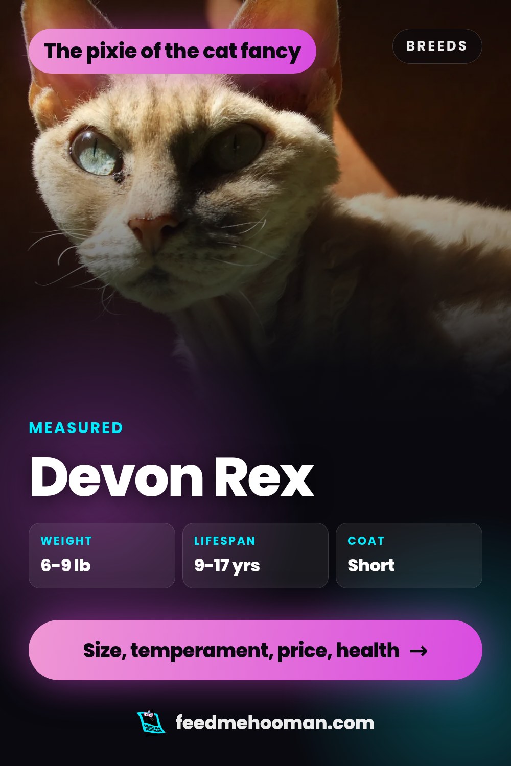 Devon Rex
