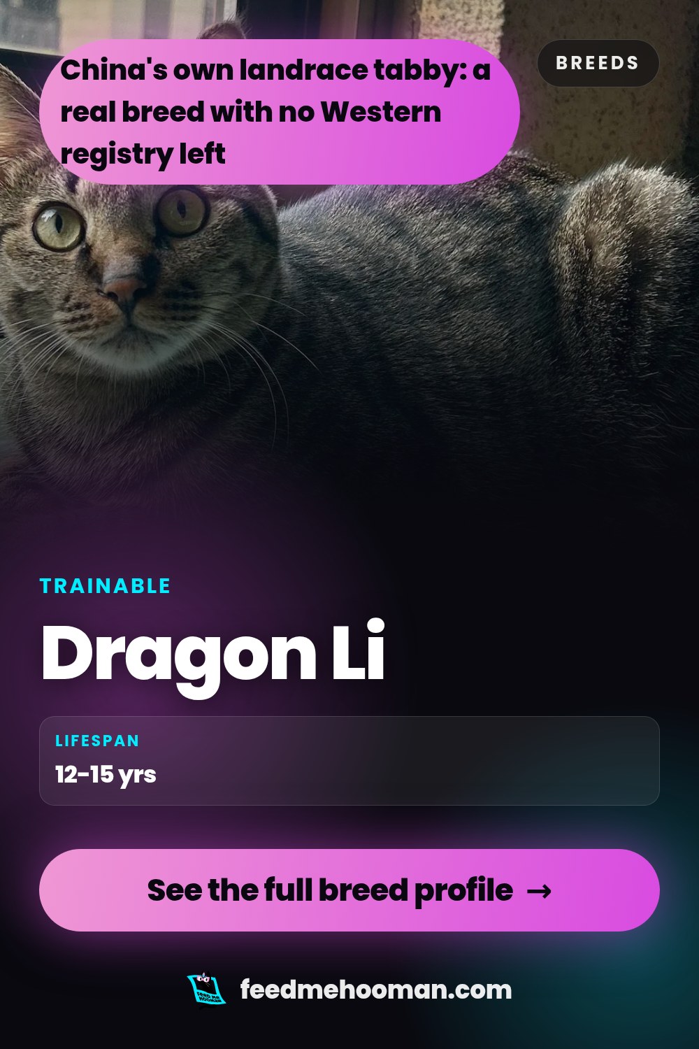 Dragon Li