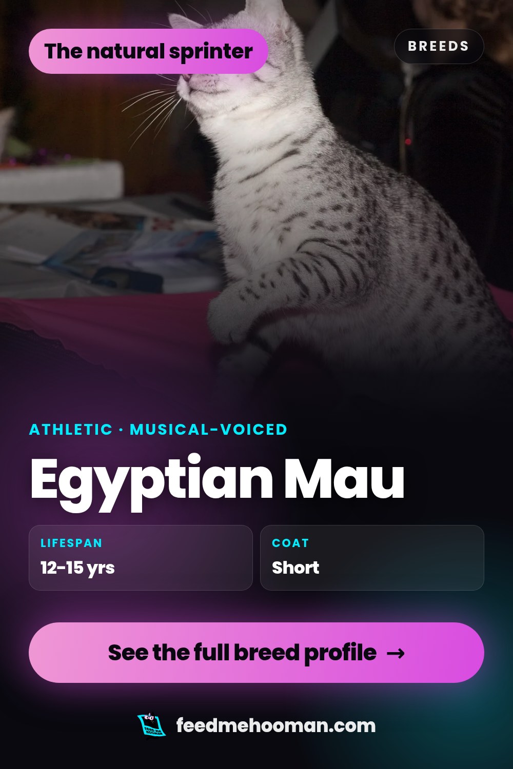 Egyptian Mau