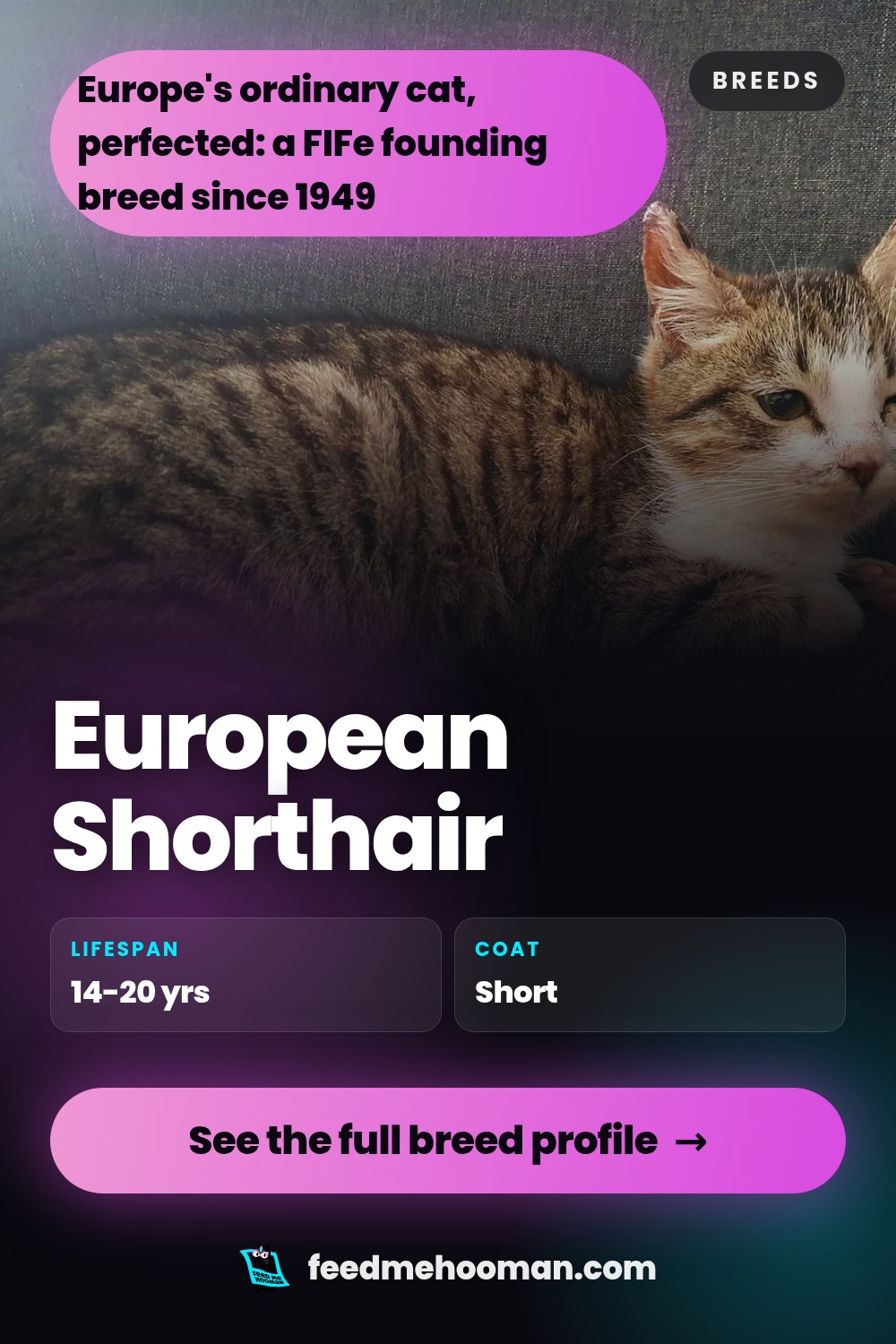 European Shorthair