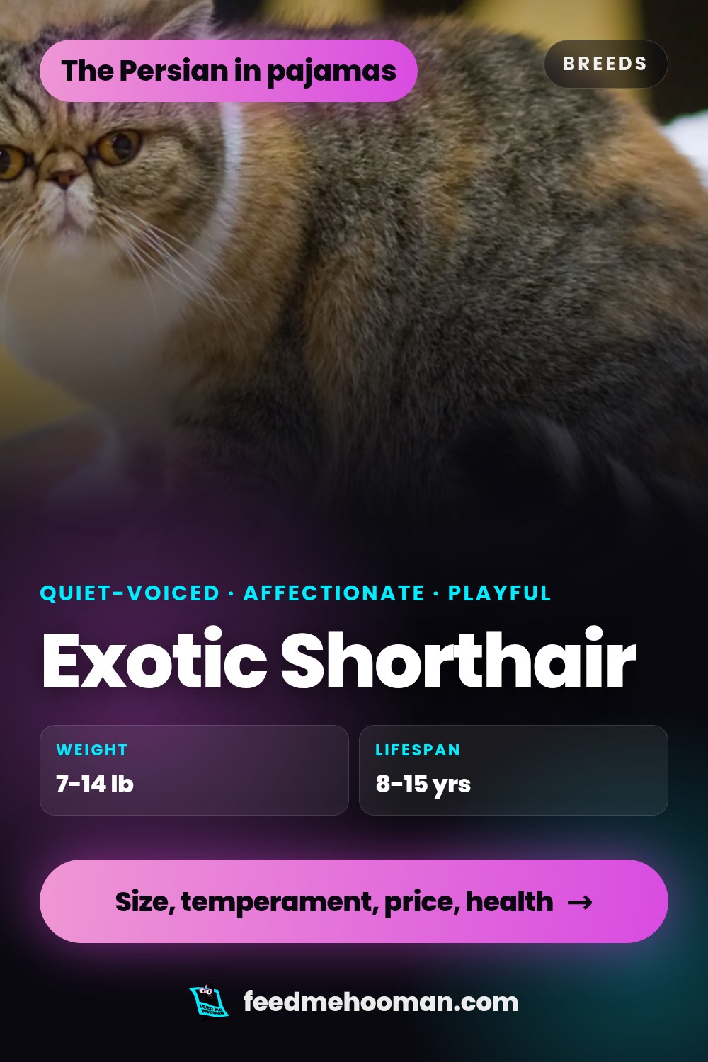 Exotic Shorthair