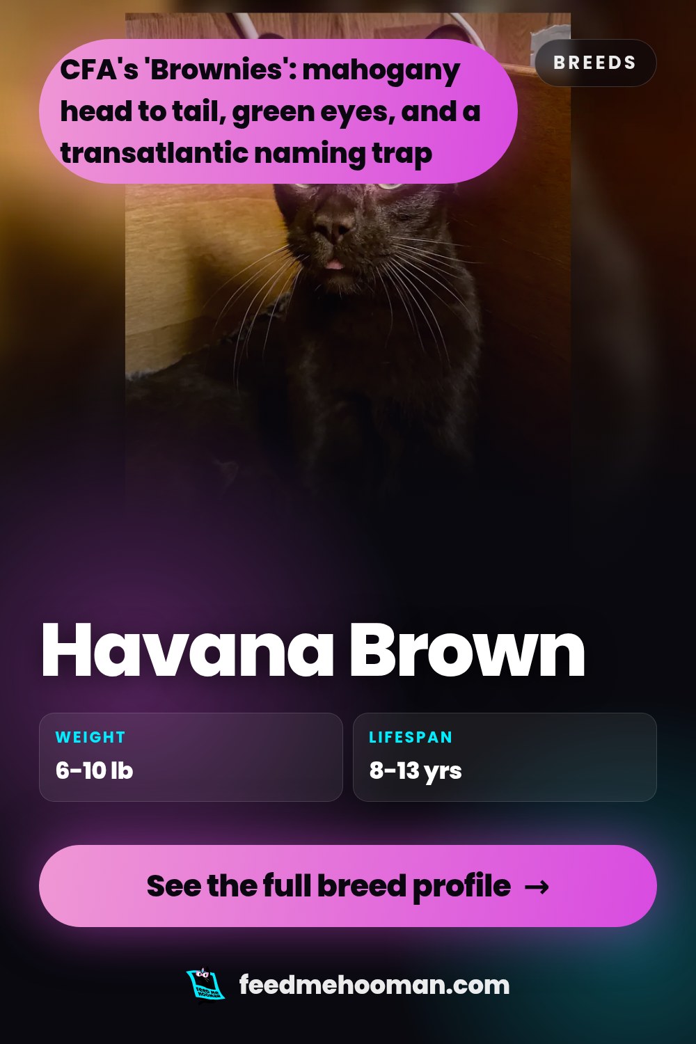 Havana Brown