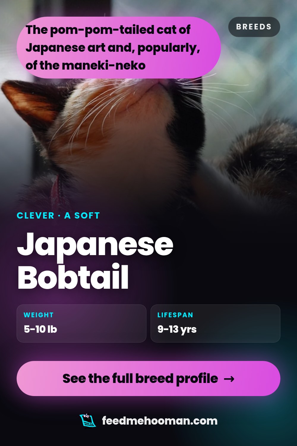 Japanese Bobtail