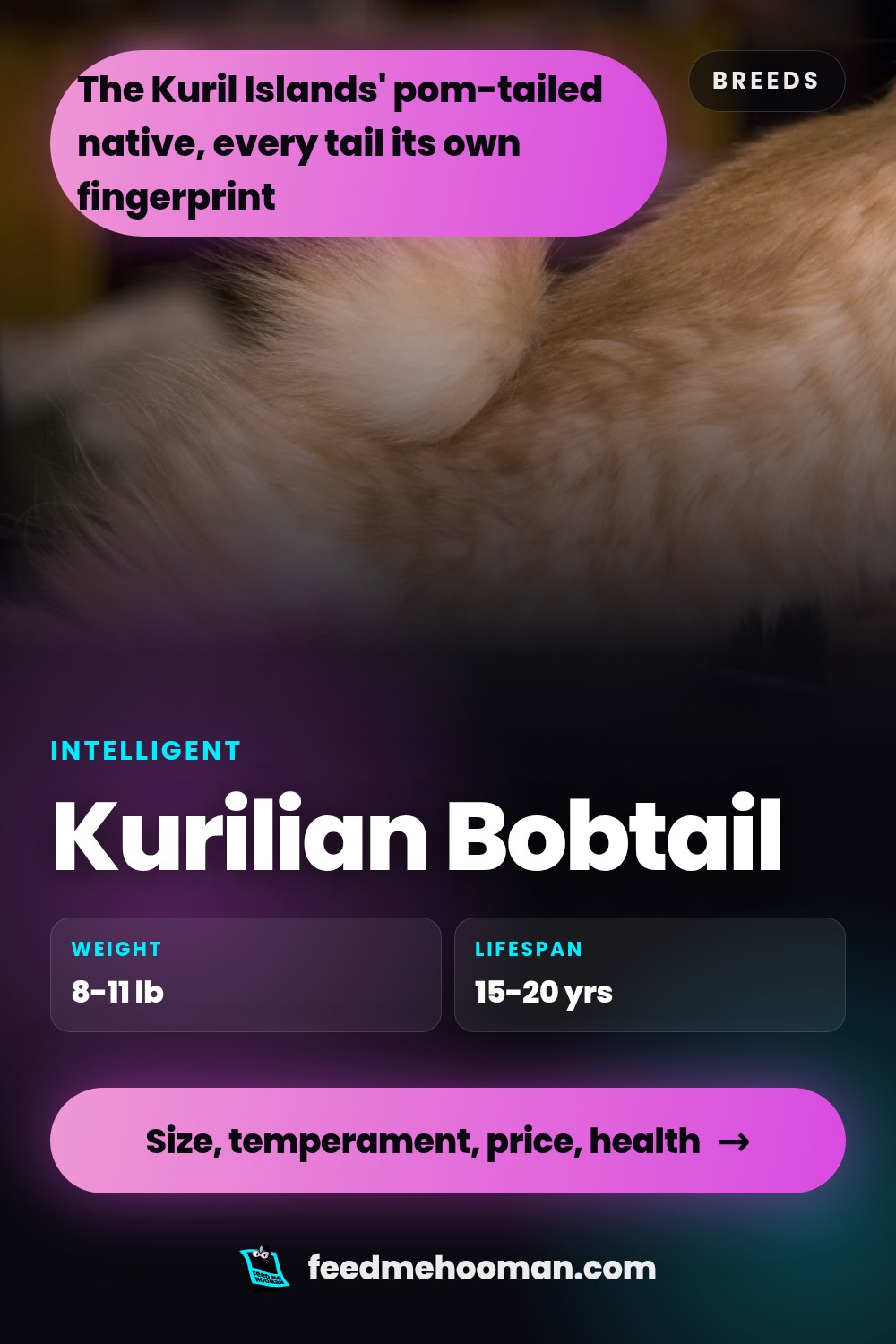 Kurilian Bobtail