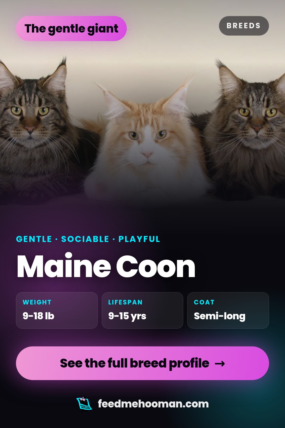 Maine Coon