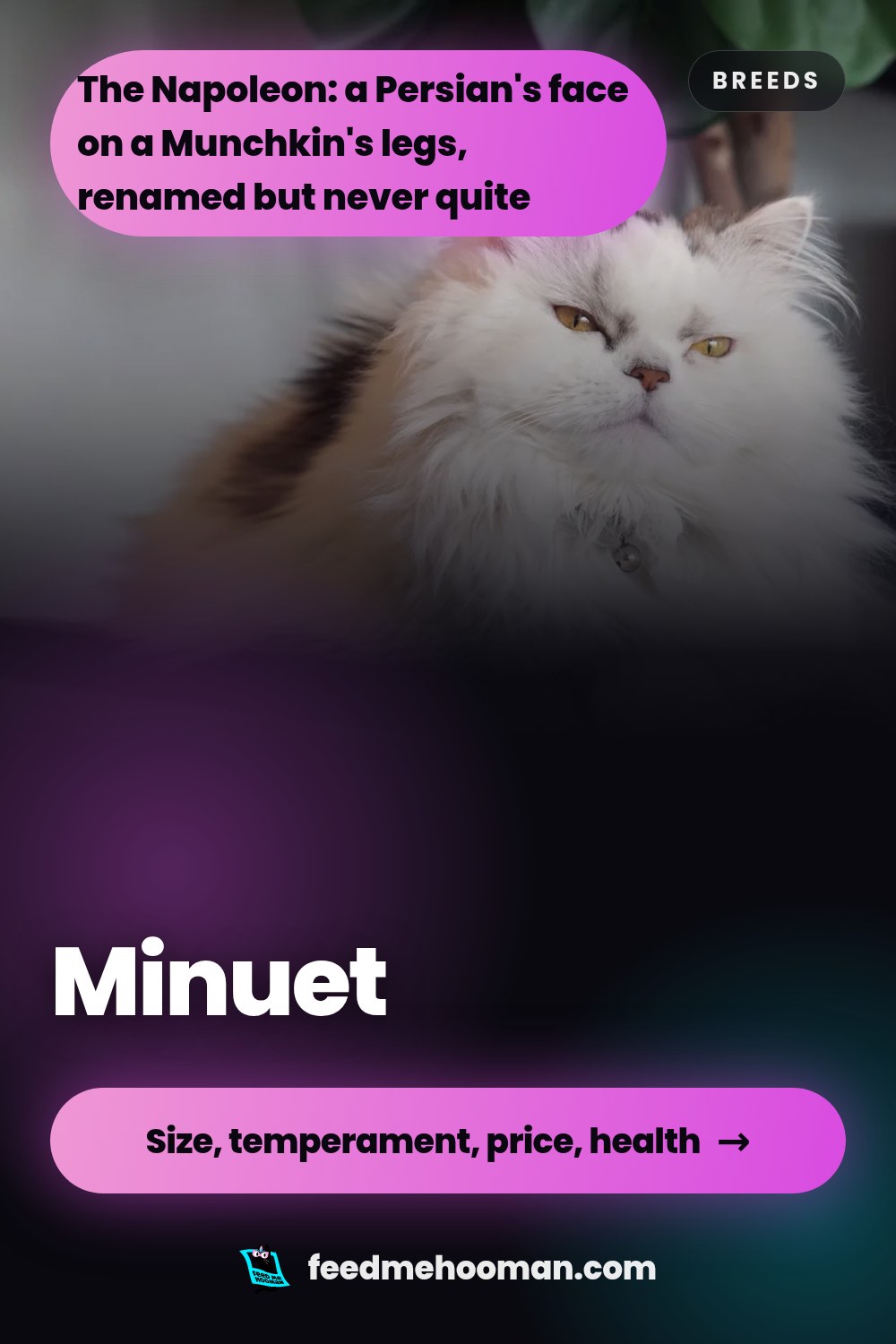 Minuet