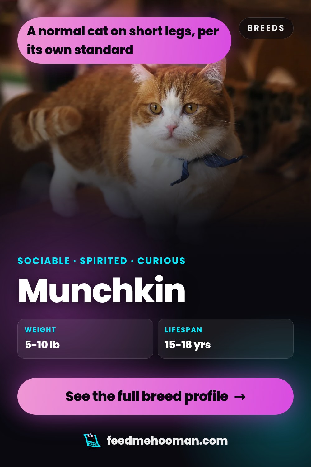 Munchkin