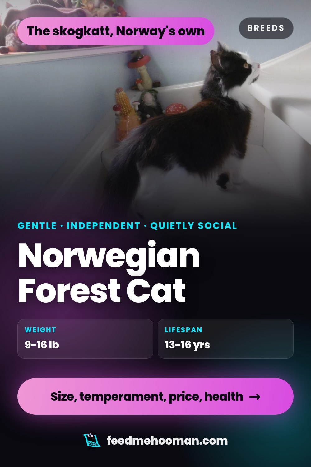 Norwegian Forest Cat