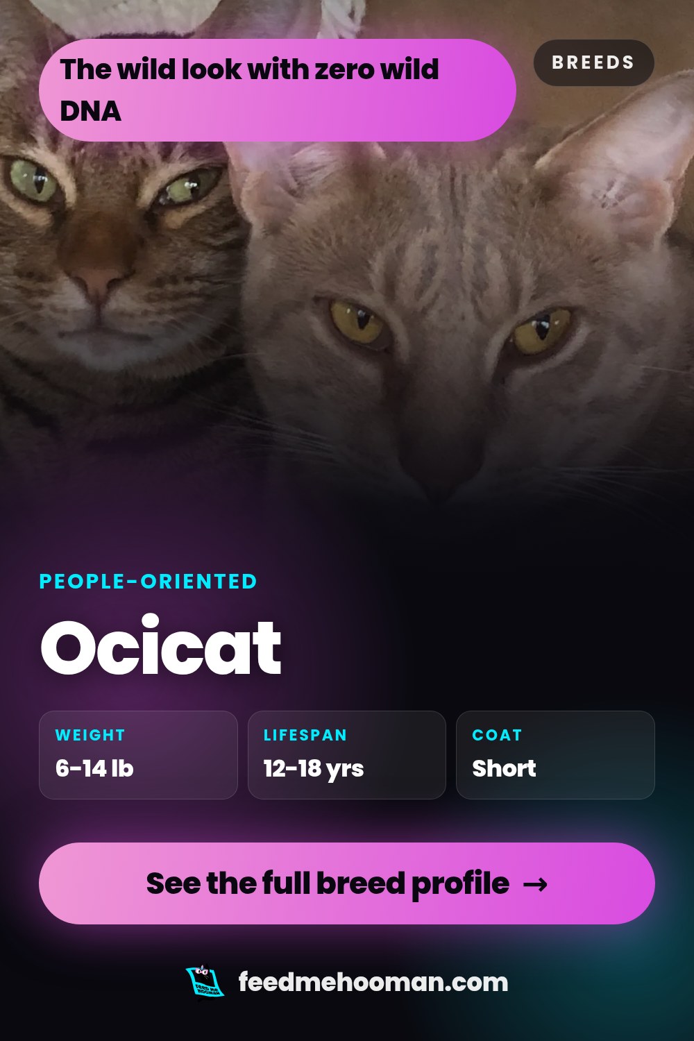 Ocicat
