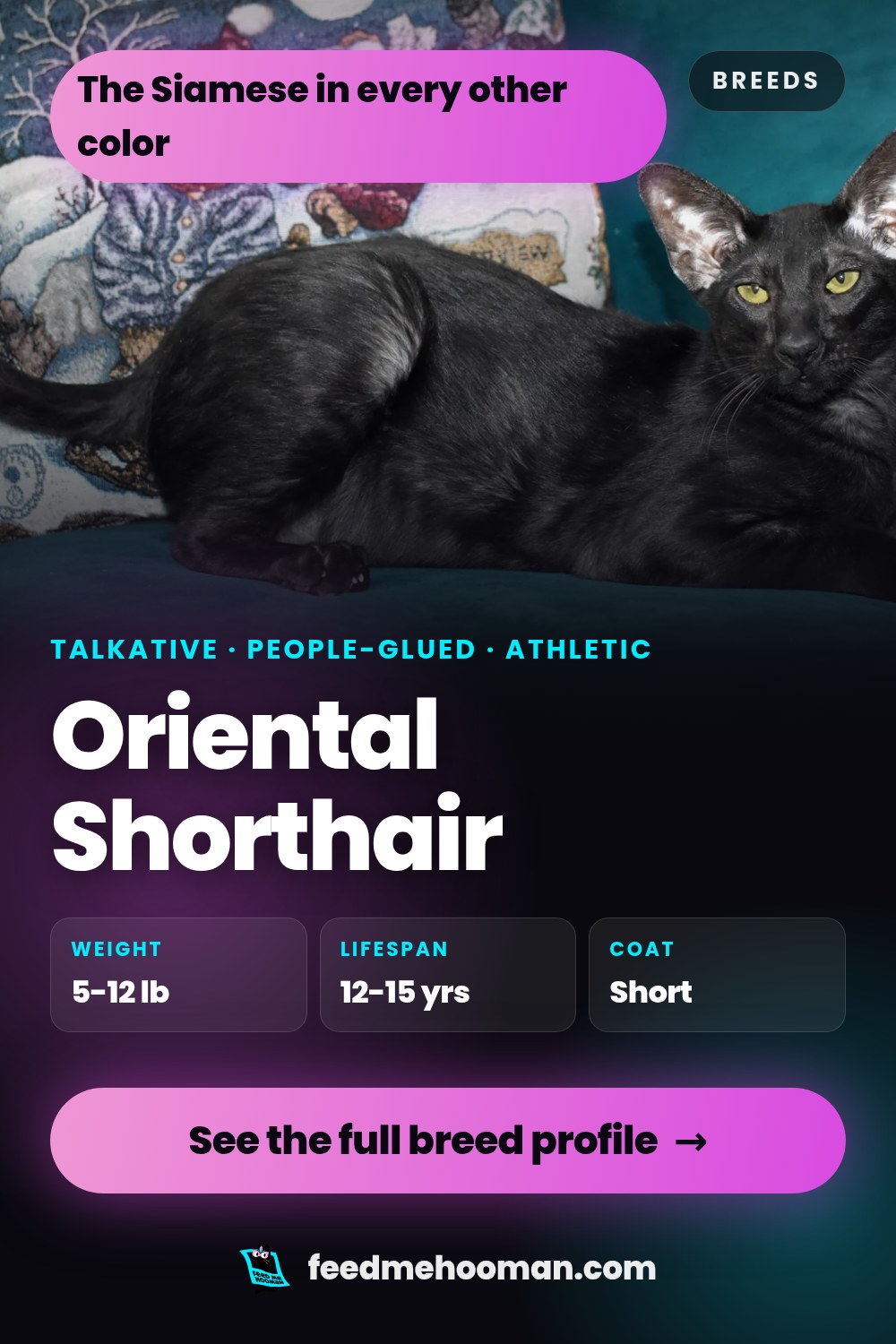Oriental Shorthair