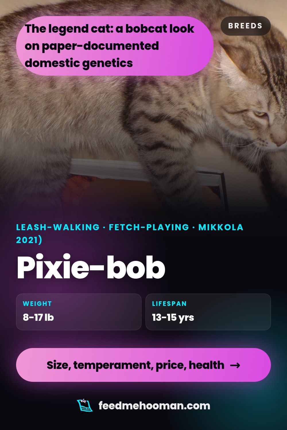 Pixie-bob