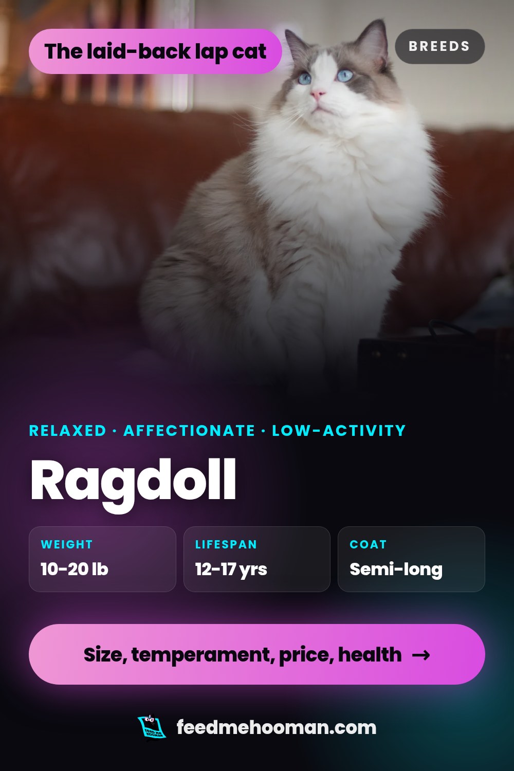 Ragdoll