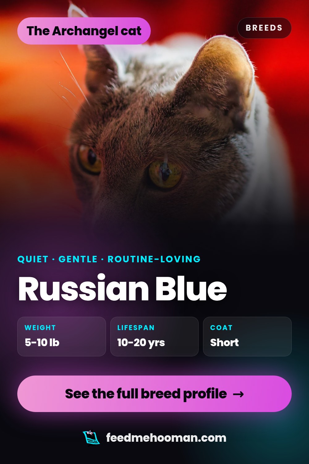 Russian Blue