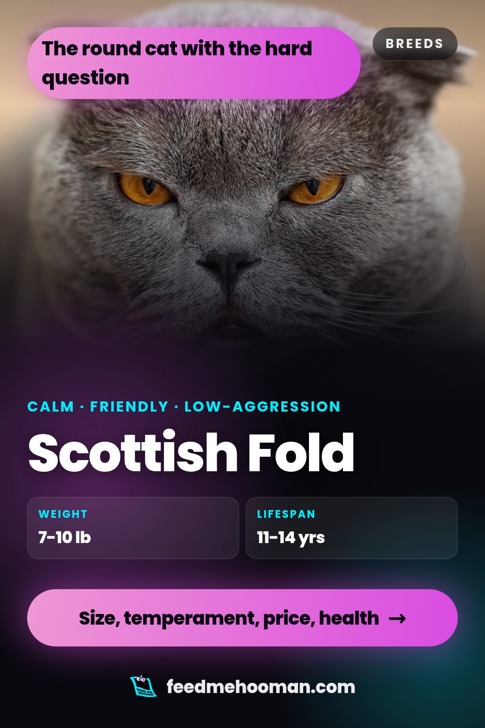 Scottish Fold