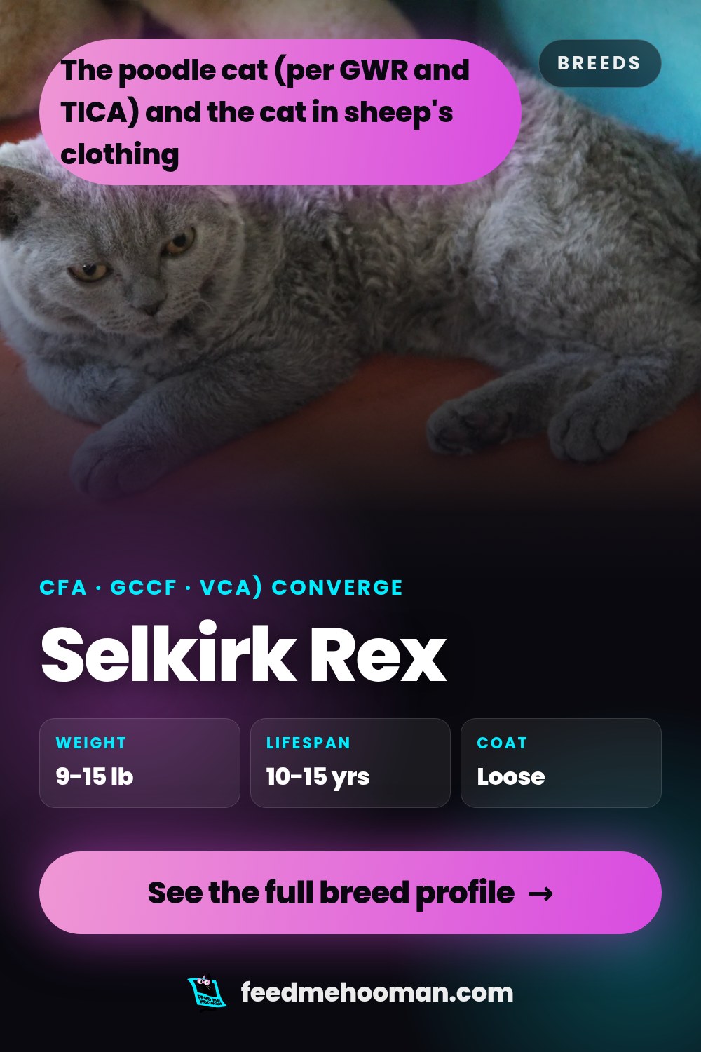 Selkirk Rex