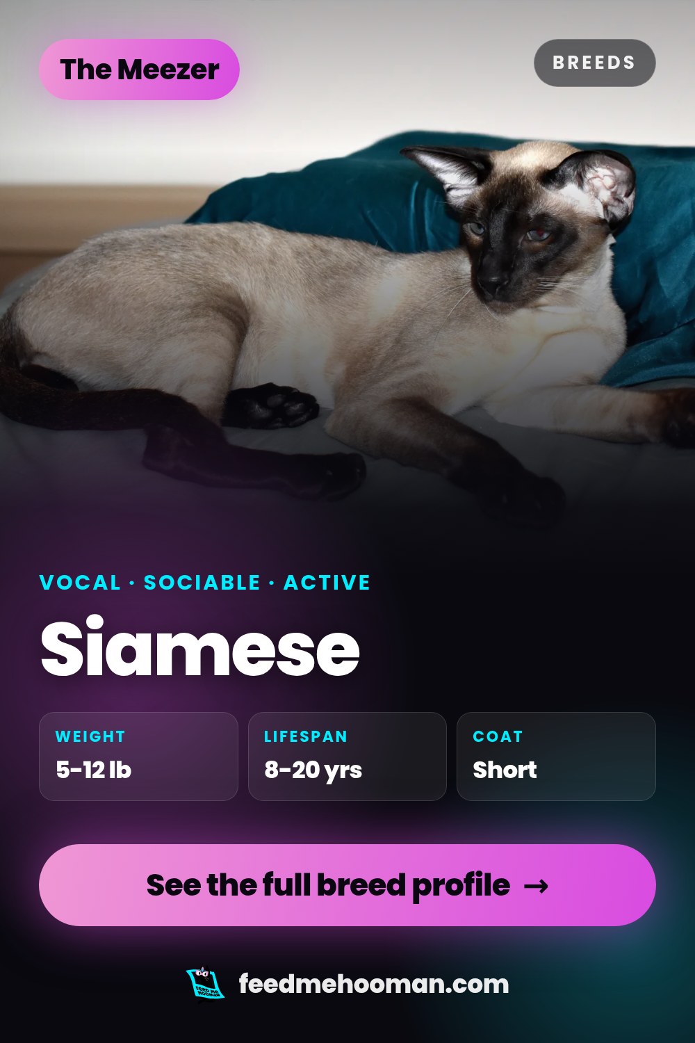 Siamese