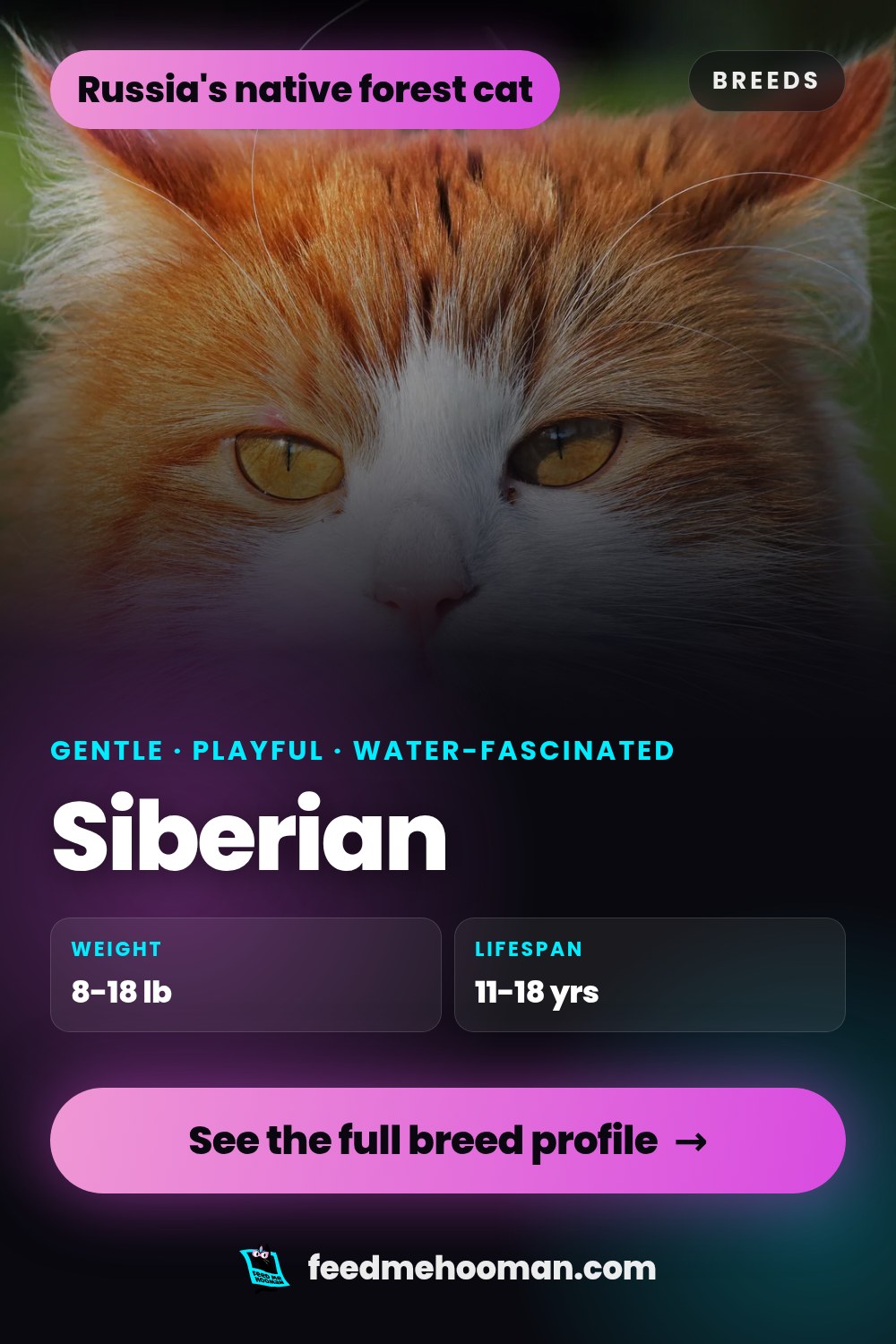 Siberian