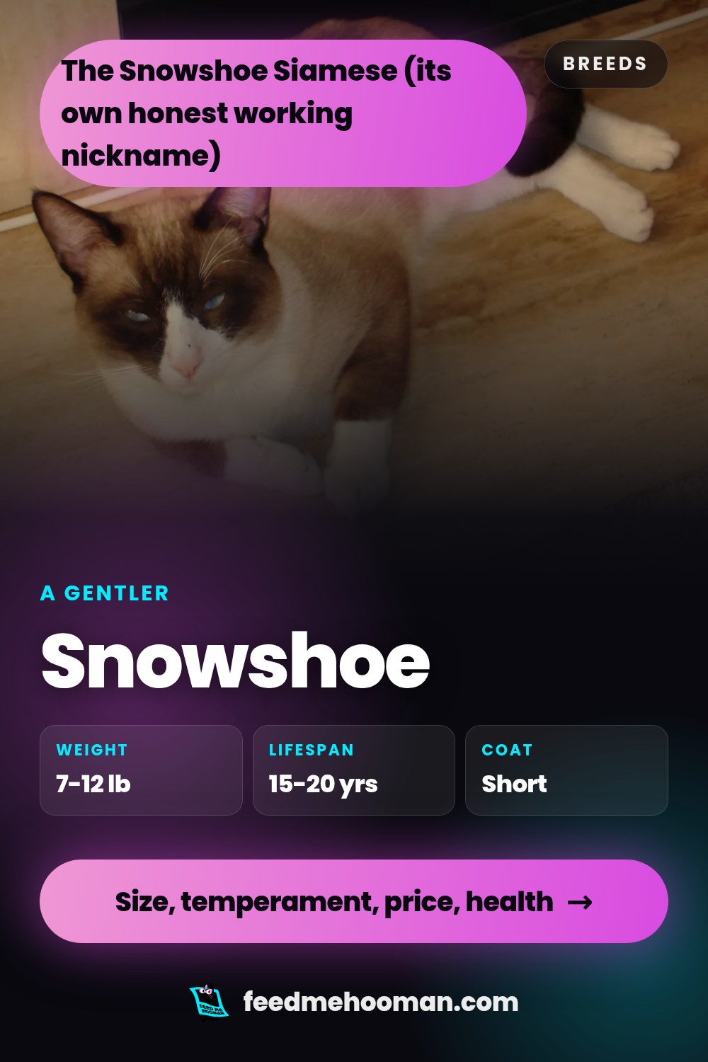 Snowshoe
