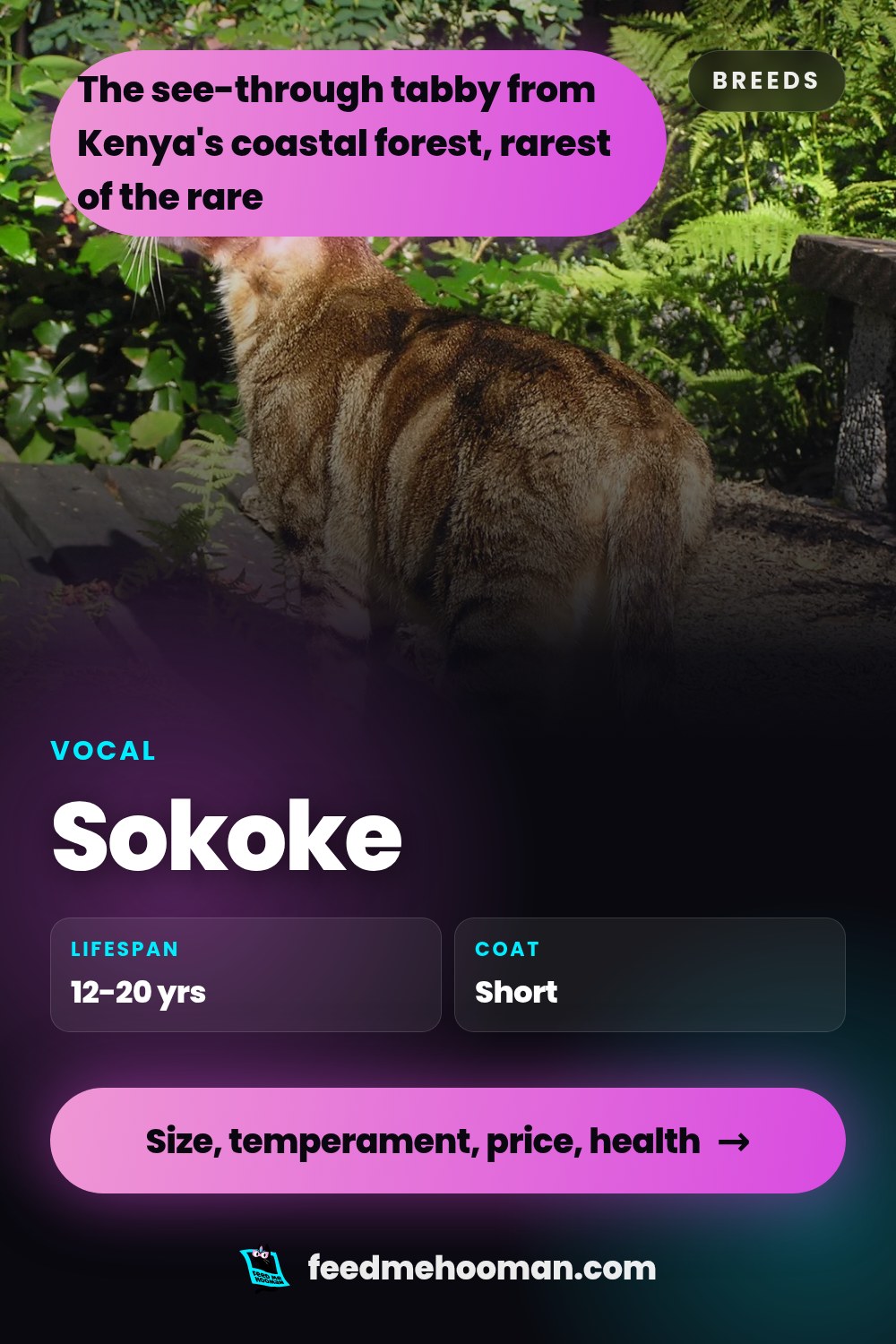 Sokoke