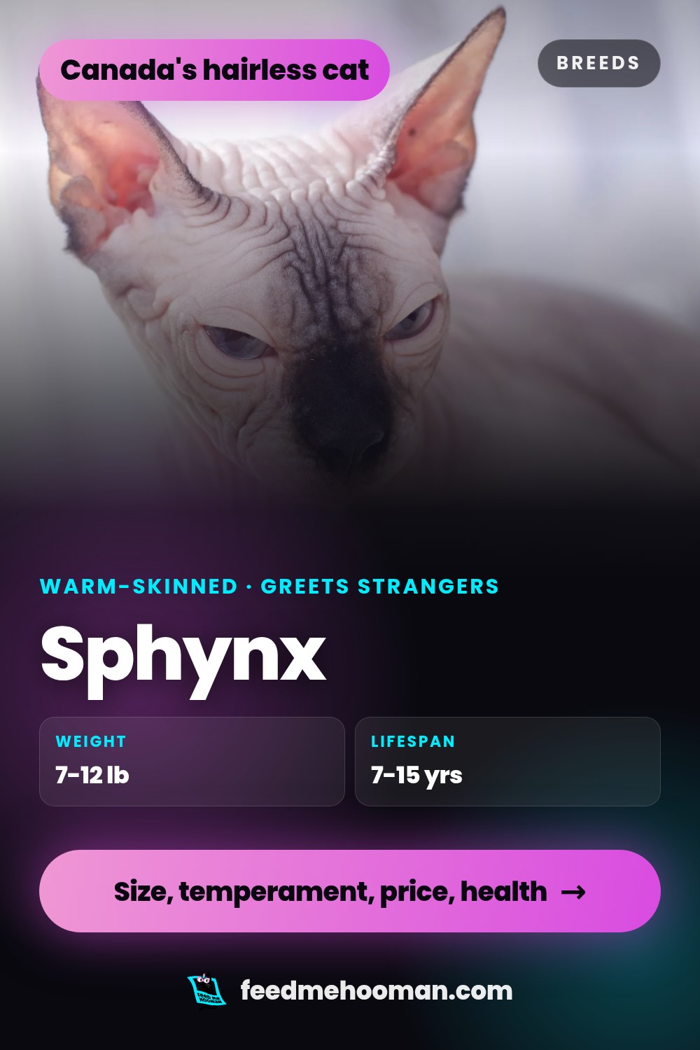 Sphynx