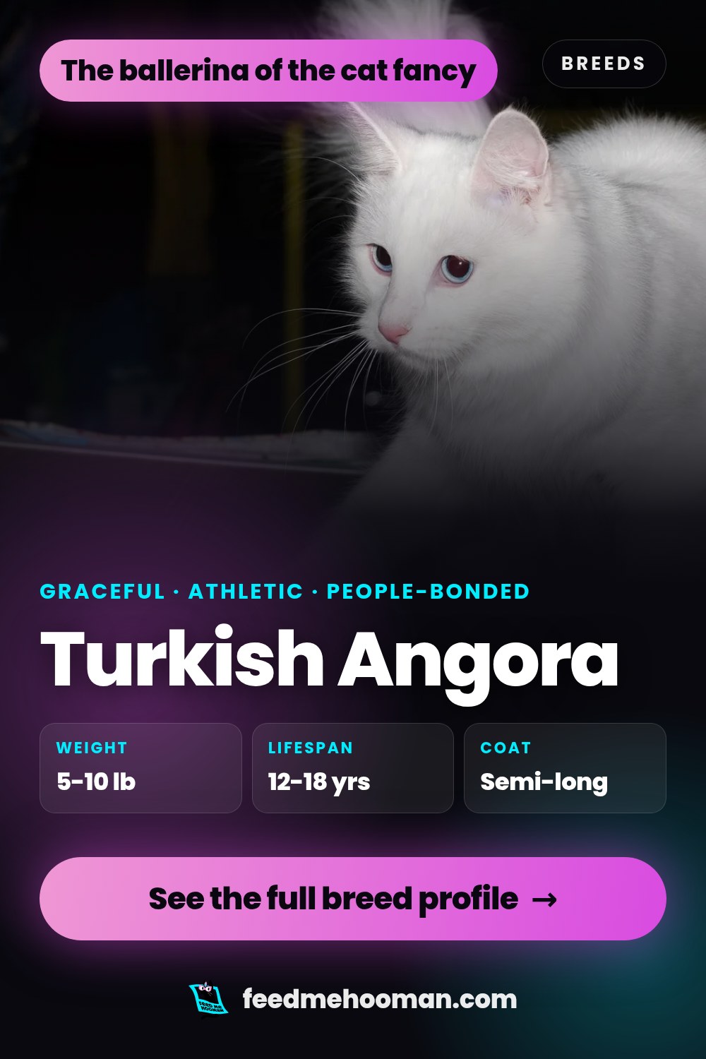 Turkish Angora